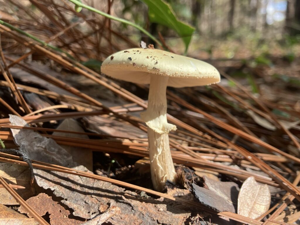 Close-up of golden-white mushroom growing in pine needles and brown leaves, in some good light. 