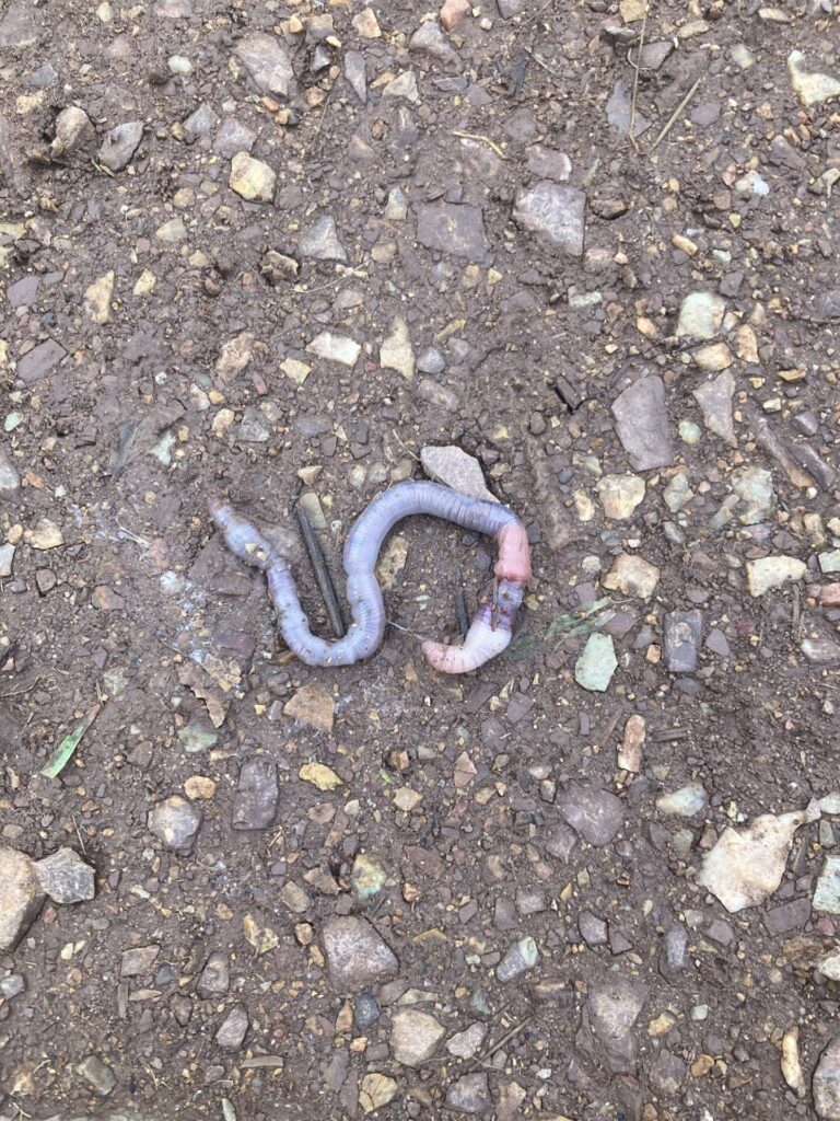 Pale, dead earthworm curled in the shape of an S. On the rocky and wet mud ground. 