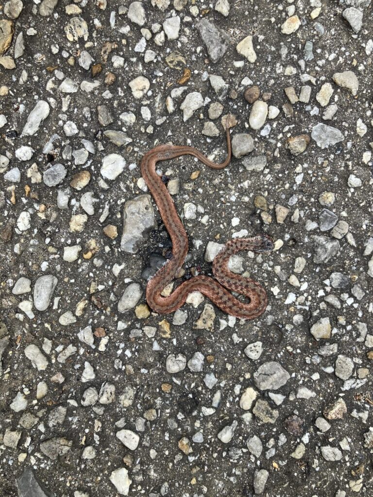 Dead flattened snake on the pavement. 