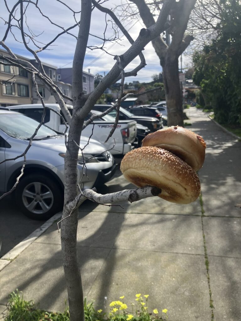 Small tree without any leaves with two bagels stacked on a branch. 