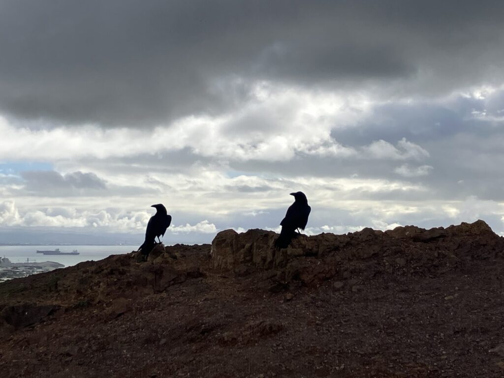 Silhouette of two ravens looking in the same direction on a rocky hill. Gray clouds in the sky behind them. 