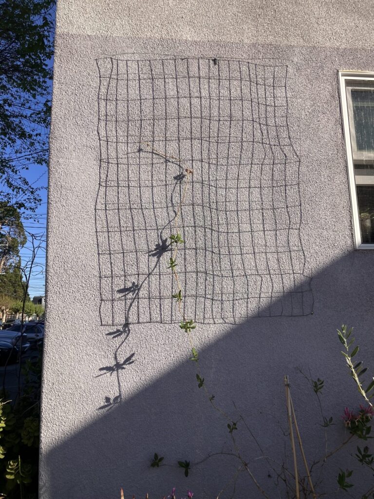 Gray stucco corner of a house with wire grid attached, a single vine grows up it. Sunlight hitting the house. 